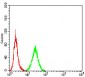 NOS1 Antibody